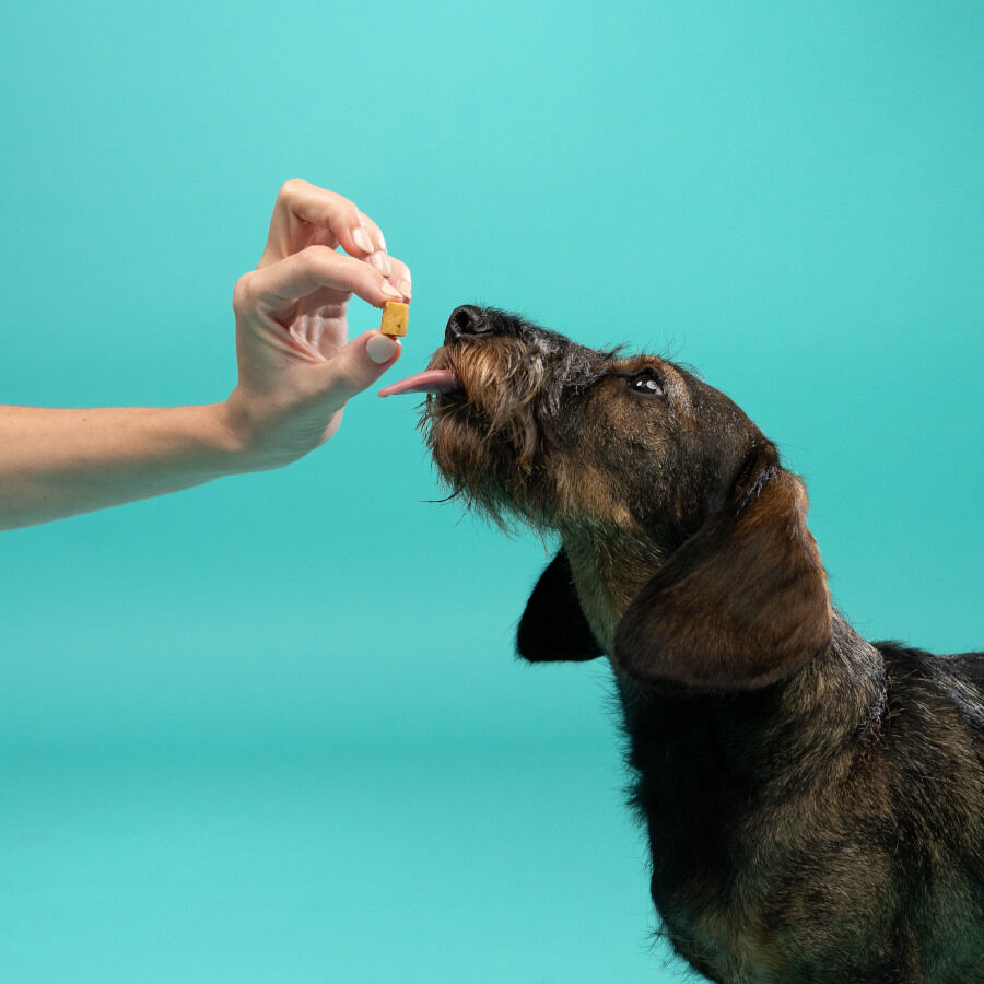 Edgard & Cooper Snacks Mini de Maçã para cães , , large image number null